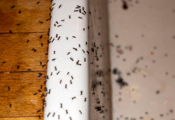 Best Residential Pest Control  in Roessleville, NY