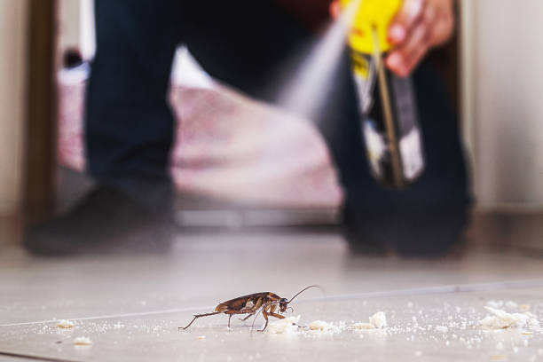Best Insect Control  in Roessleville, NY