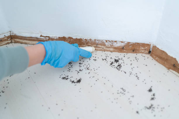 Best Pest Control Near Me in Roessleville, NY